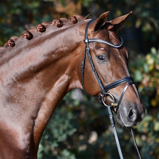 
						Etalons Paul Schockemöhle
						