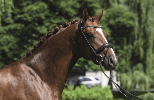 Photo du cheval