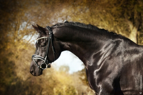 Photo du cheval
