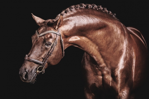 Photo du cheval