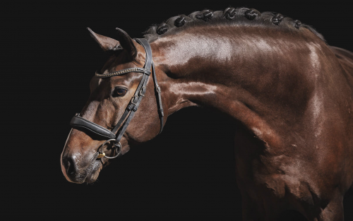 Photo du cheval