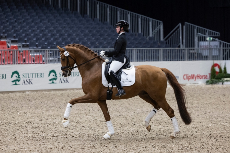 WHAT A HORSE ! DAAN G Champion à Herning